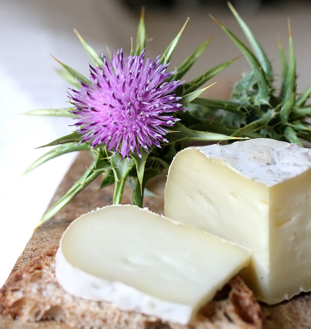 DIE GESCHMACKSRICHTUNGEN KENNENLERNEN – Käse mit pflanzlichem Lab