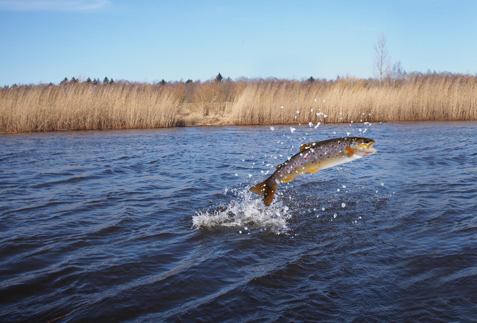 SAPERE I SAPORI &ndash; I pesci d&rsquo;acqua dolce